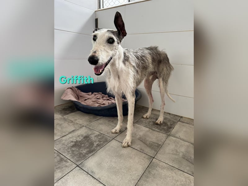 Griffith geb. 01/2021 (ESP) - ein ganz besonderer Galgo sucht seine Menschen!