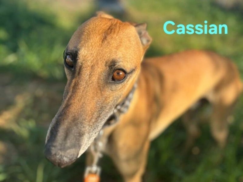 Cassian geb. 07/2023 (ESP) - freundlicher und sozialer Galgo sucht liebevolles Zuhause!