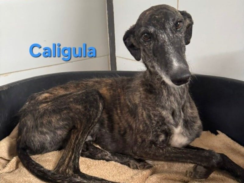 Caligula geb. 12/2020 (ESP) - eleganter, ganz besonderer Galgo!
