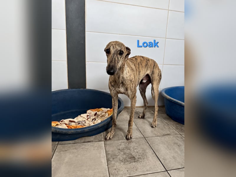 Loak geb. 08/2022 (ESP) - sanfter, wunderschöner Galgo sucht seine Menschen!