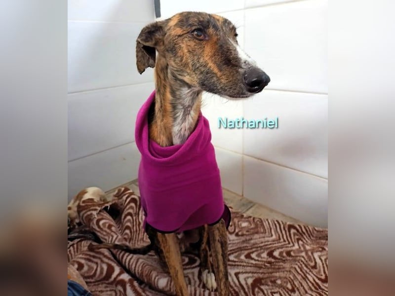 Nathaniel geb. 07/2021 (ESP) - lieber, ausgeglichener und verschmuster Galgo!