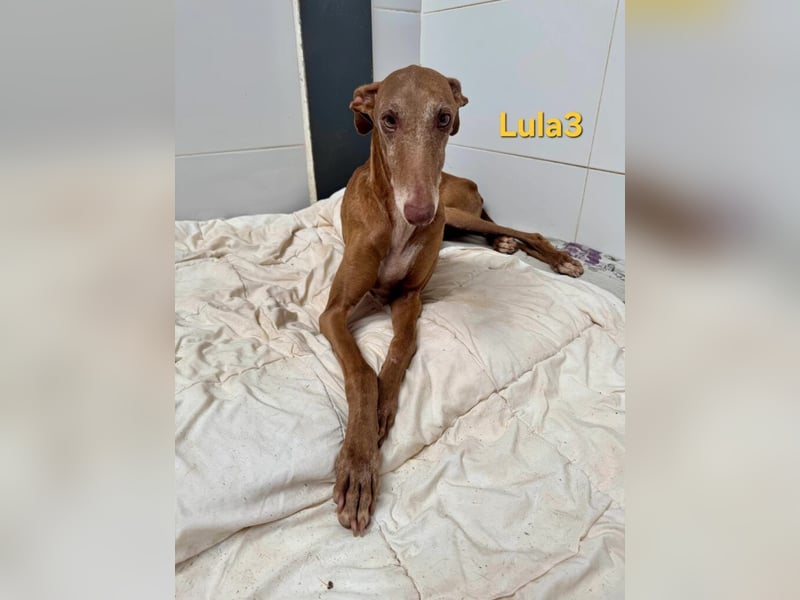 Lula3 geb. 11/2021 (ESP) - wunderschöne Galga... ihre Geschichte soll endlich ein Happy End haben!