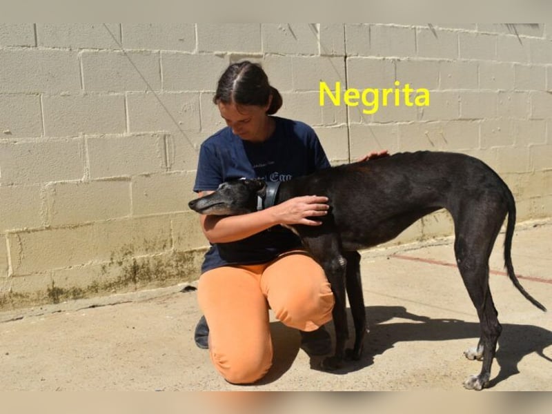 Negrita geb. 09/2022 (ESP) - edle und menschenbezogene Galga, eine treue Seele!