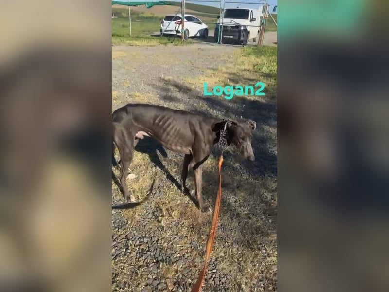 Logan2 geb. 01/2024 (ESP) - ausgeglichener und sozialer Galgo in seltener Farbe!