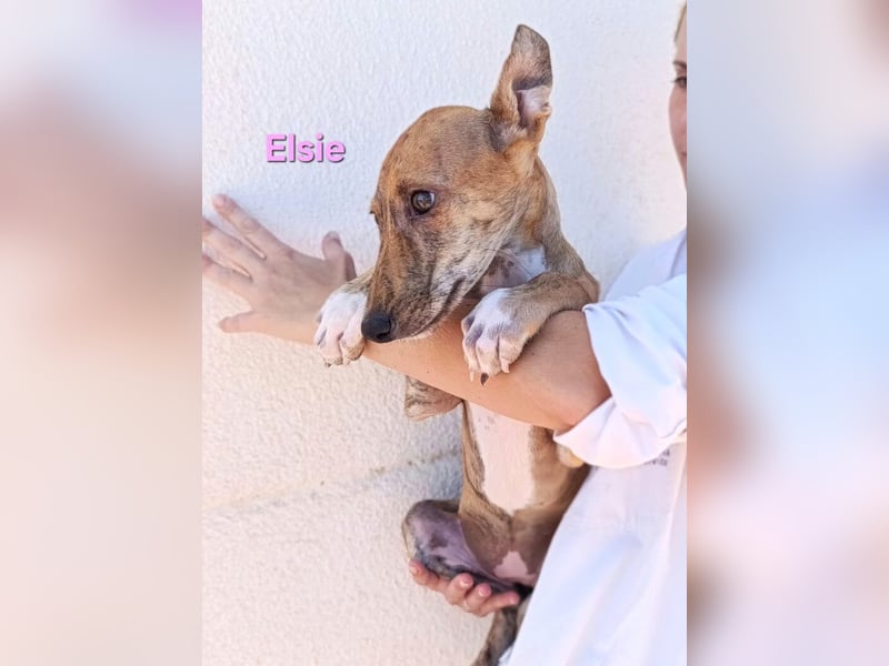 Elsie geb. 06/2026 (ESP) - verspielte Galgowelpin will die Welt entdecken!