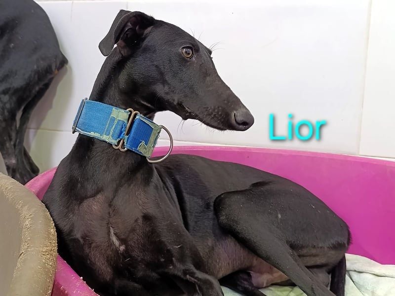 Lior geb. 11/2023 (ESP) - zärtlicher und unterwürfiger Galgo!