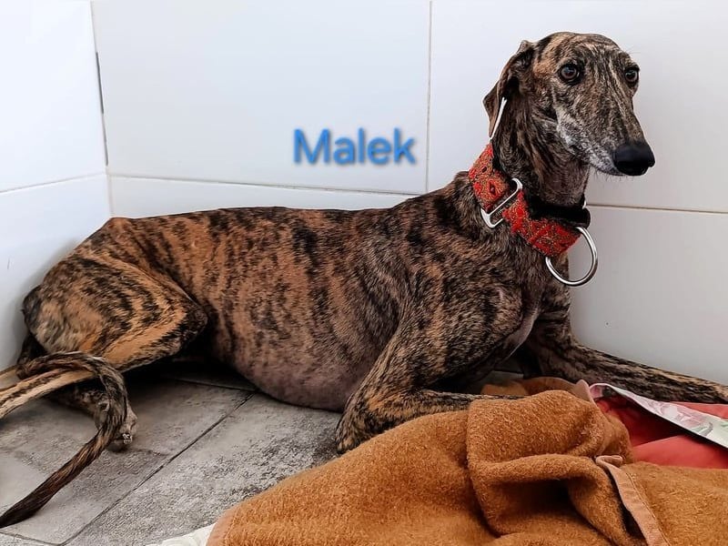 Malek geb. 03/2024 (ESP) - sozialer, ruhiger und zurückhaltender Galgo!