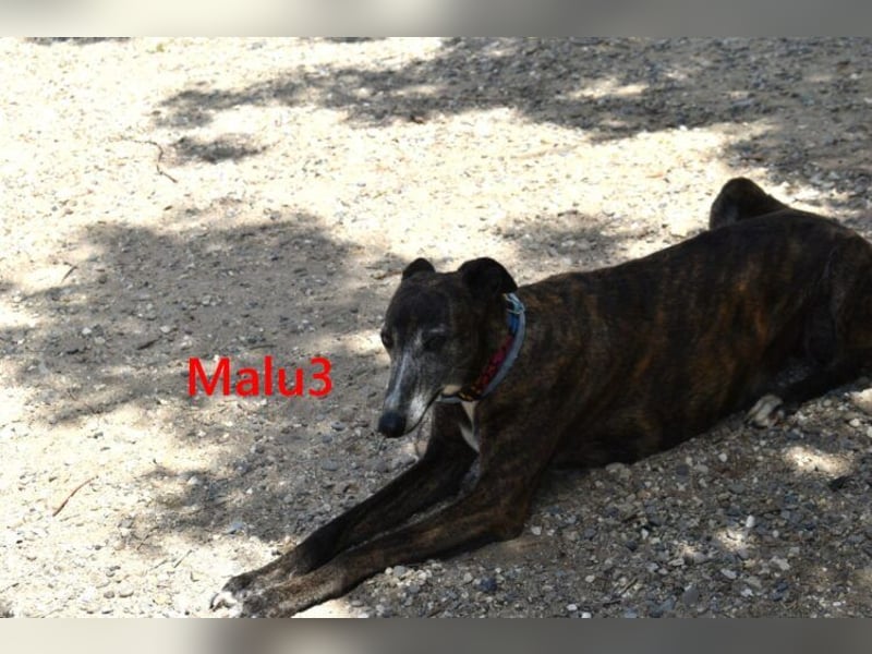 Malu3 geb. 02/2016 (ESP) - liebevolle Galga hat endlich ihr Glück verdient!