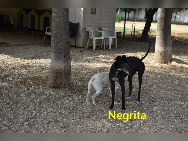 Negrita geb. 09/2022 (ESP) - edle und menschenbezogene Galga, eine treue Seele!