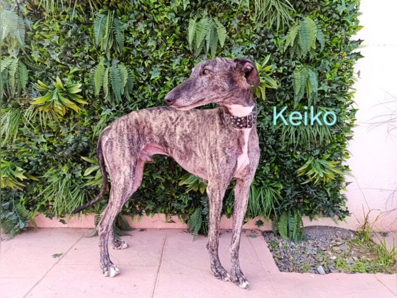 Keiko geb. 07/2020 (ESP) - liebevoller Galgomann sucht seine Familie!