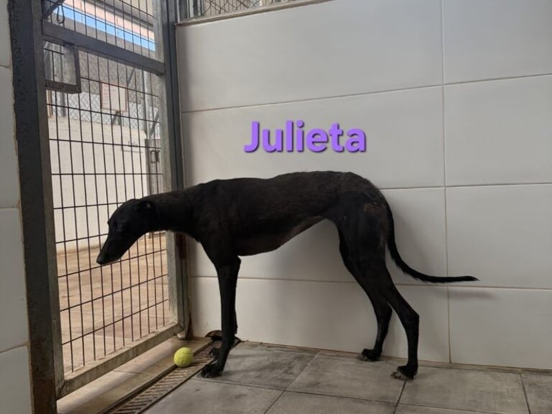 Julieta geb. 05/2024 (ESP) - fröhliche, wunderschöne Galga. Ein echter Sonnenschein!
