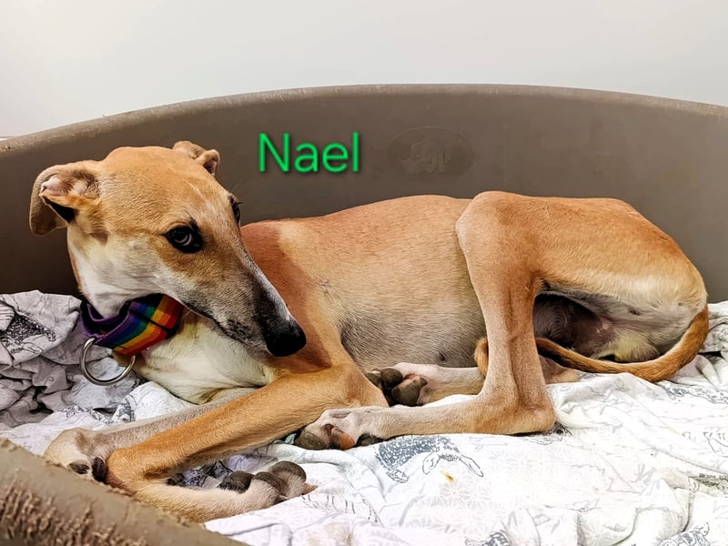 Nael geb. 11/2023 (ESP) - edler, sensibler und wunderschöner Galgo!