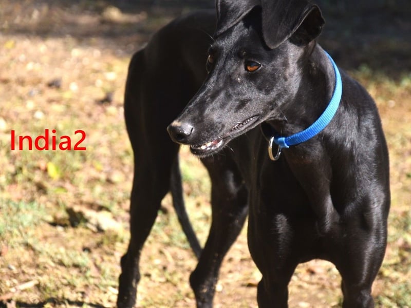 India2 geb. 07/2023 (ESP) - sehr freundliche und soziale, hübsche Galga!