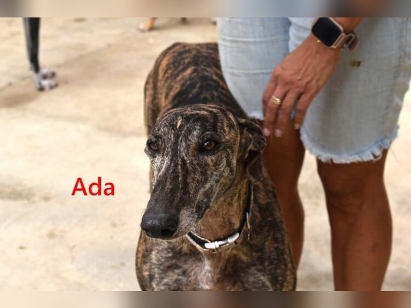 Ada geb. 07/2024 (ESP) - menschenbezogene, sanfte Galga!