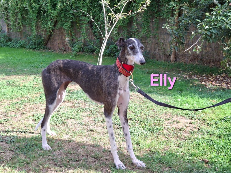 Elly geb. 07/2020 (in Deutschland) - liebevolle, verspielte Rauhhaargalga!