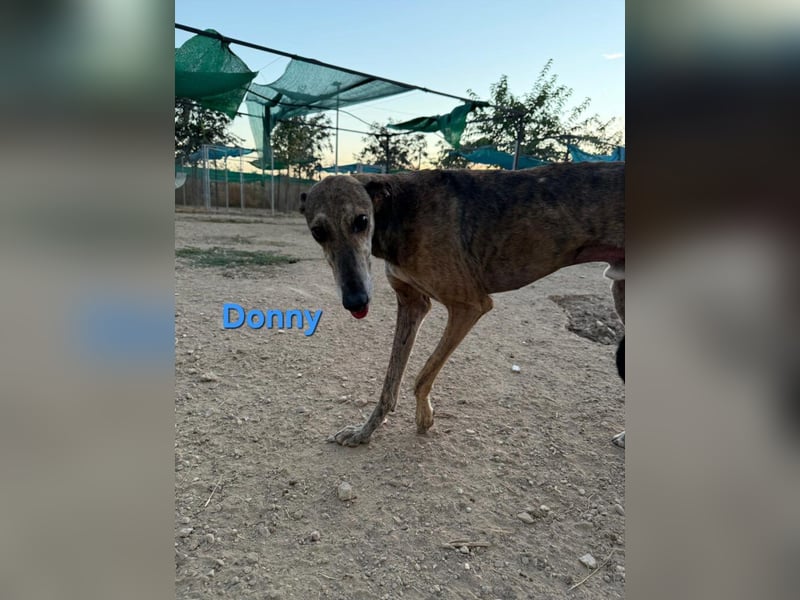 Donny geb. 04/2022 (ESP) - sanfter Galgo der so viel mehr verdient hat!
