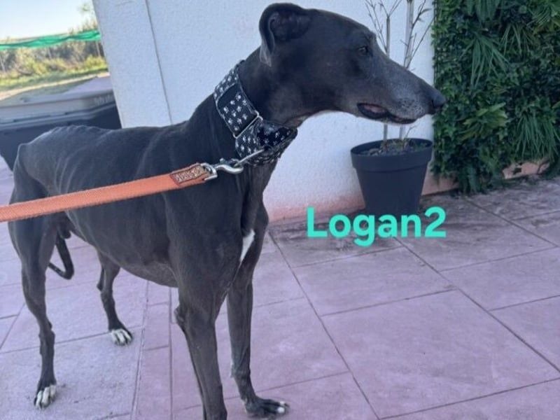 Logan2 geb. 01/2024 (ESP) - ausgeglichener und sozialer Galgo in seltener Farbe!