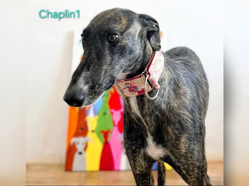 Chaplin1 geb. 01/2023 (ESP) - ruhiger und anhänglicher, sanfter Galgo!