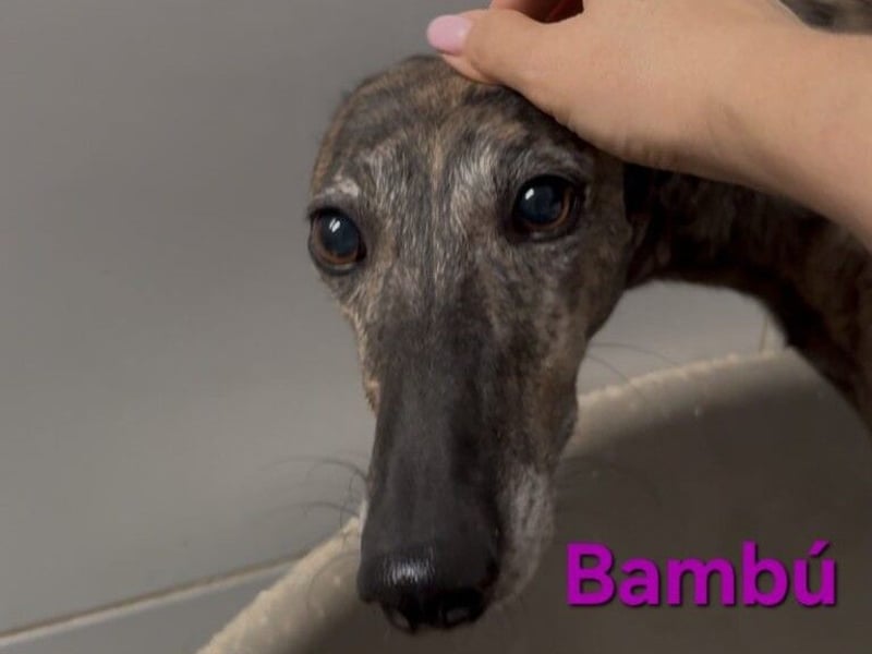 Bambú geb. 08/2019 (ESP) - diese sanfte Galga sucht erfahrene Menschen!