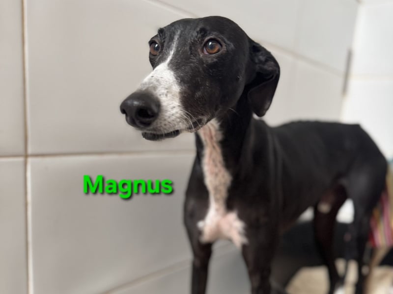 Magnus geb. 06/2019 (ESP) - edler Galgorüde. Ein echter Schatz sucht sein Körbchen!