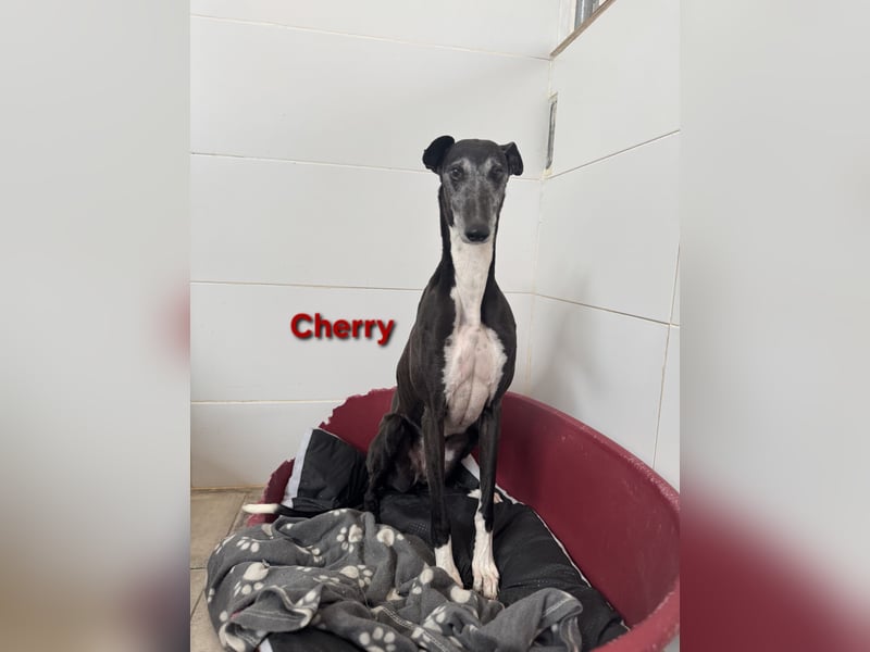 Cherry geb. 10/2021 (ESP) - wunderschöne, soziale Galga sucht ihre Menschen!