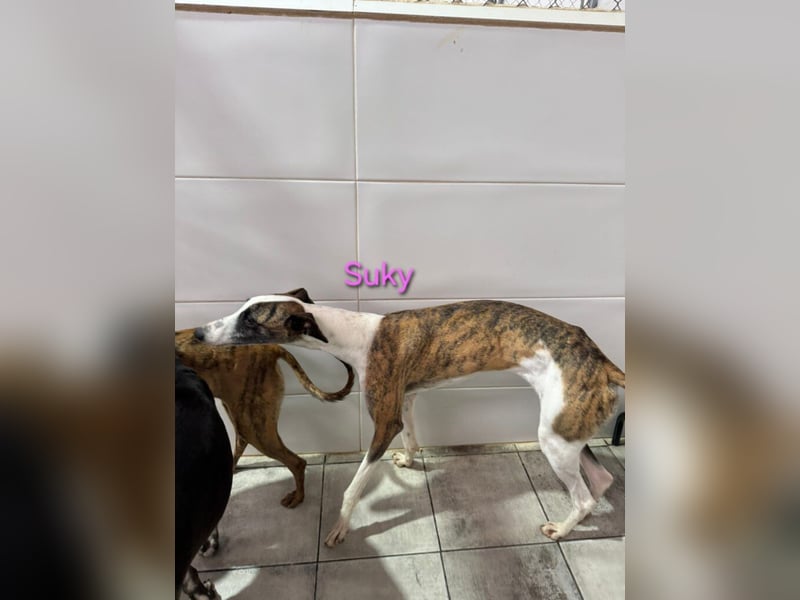 Suky geb. 02/2023 (ESP) - fröhliche und liebevolle Galgo Espanol Hündin sucht eine Familie!