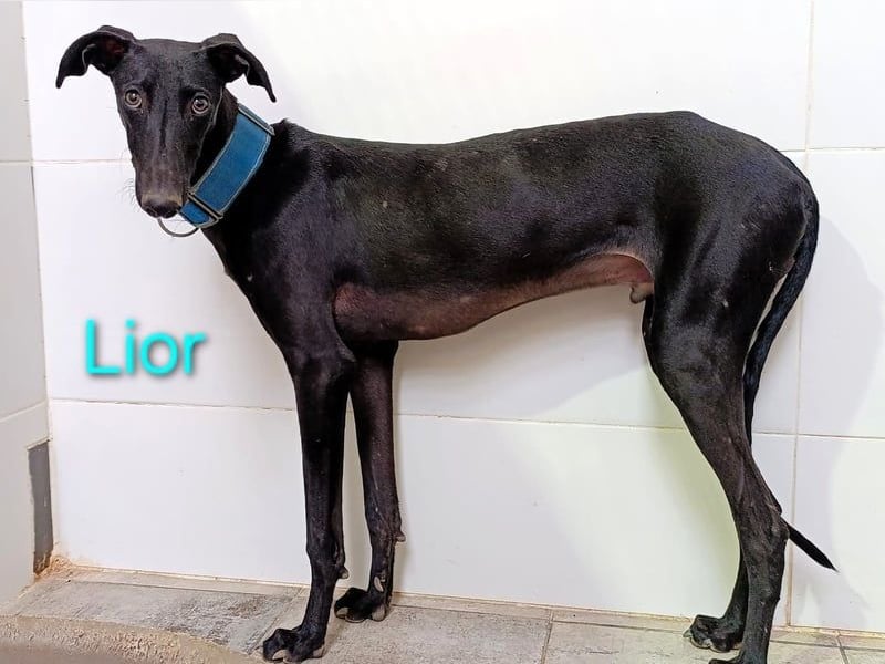 Lior geb. 11/2023 (ESP) - zärtlicher und unterwürfiger Galgo!