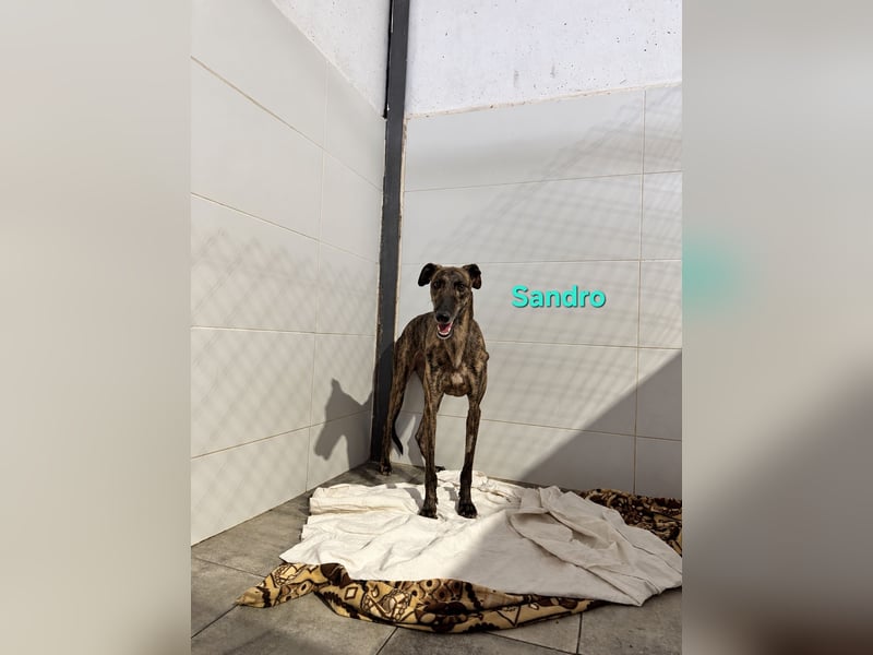 Sandro geb. 08/2024 (ESP) - schüchterner Galgo der so viel mehr verdient hat!