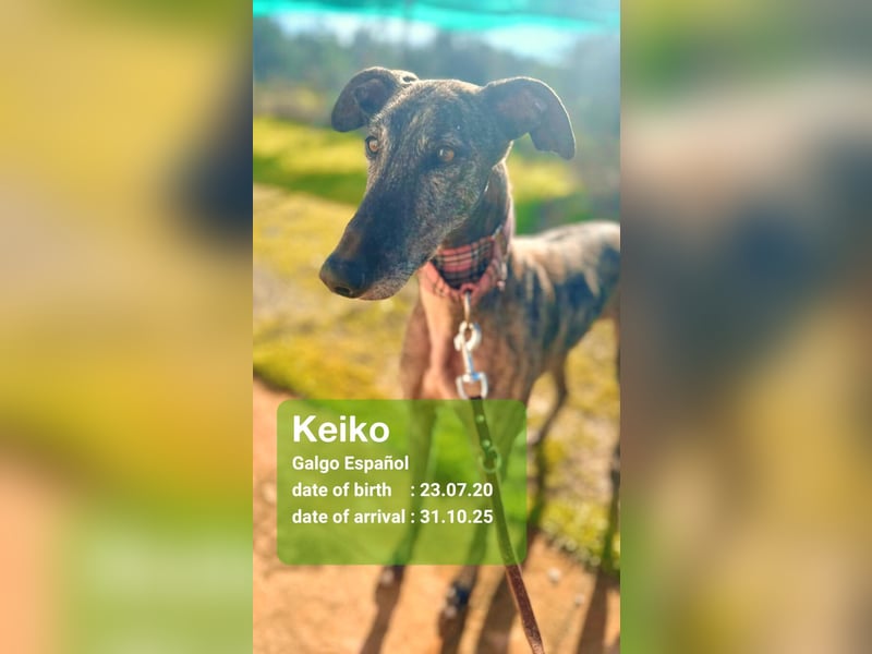Keiko geb. 07/2020 (ESP) - liebevoller Galgomann sucht seine Familie!