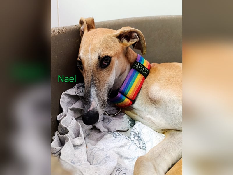 Nael geb. 11/2023 (ESP) - edler, sensibler und wunderschöner Galgo!