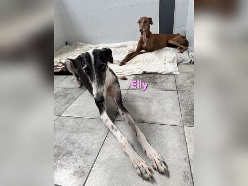 Elly geb. 07/2020 (in Deutschland) - liebevolle, verspielte Rauhhaargalga!