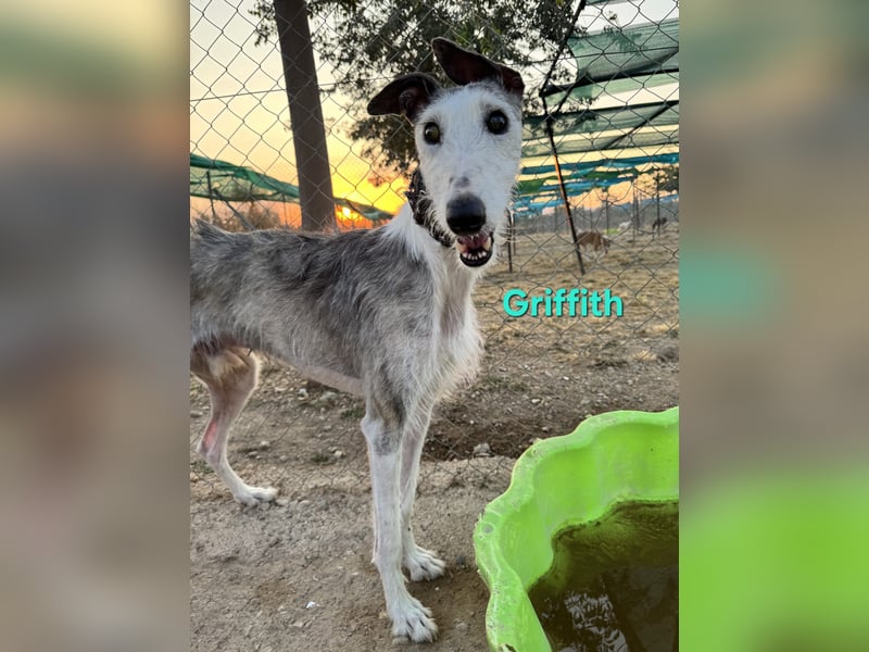 Griffith geb. 01/2021 (ESP) - ein ganz besonderer Galgo sucht seine Menschen!
