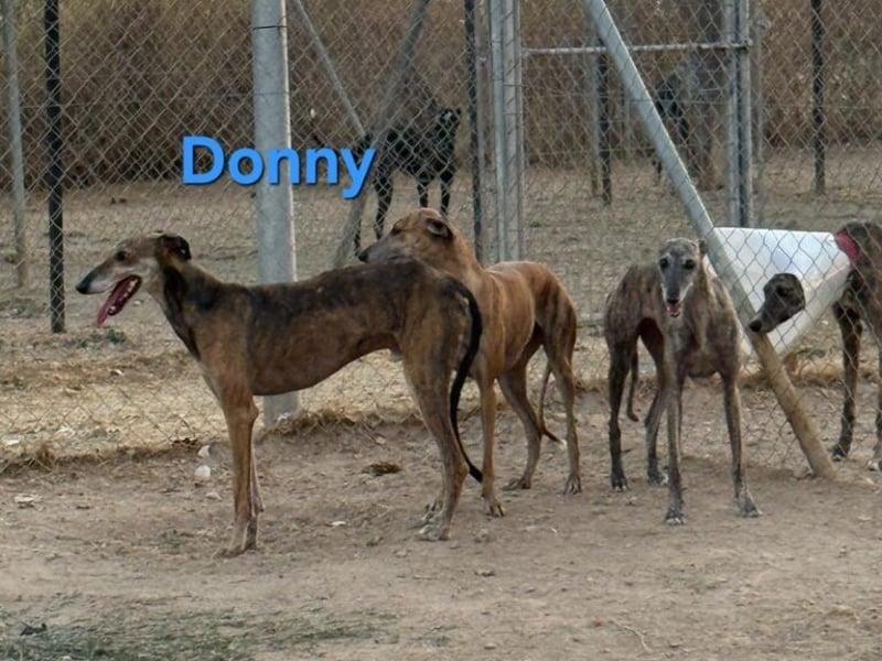 Donny geb. 04/2022 (ESP) - sanfter Galgo der so viel mehr verdient hat!