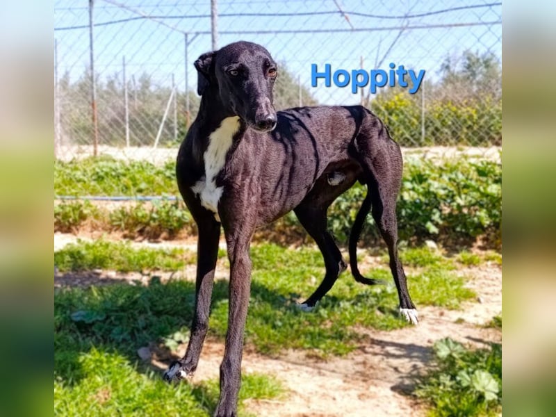 Hoppity geb. 04/2023 (ESP) - freundlicher Galgo sucht seine Familie mit Hundekumpel!