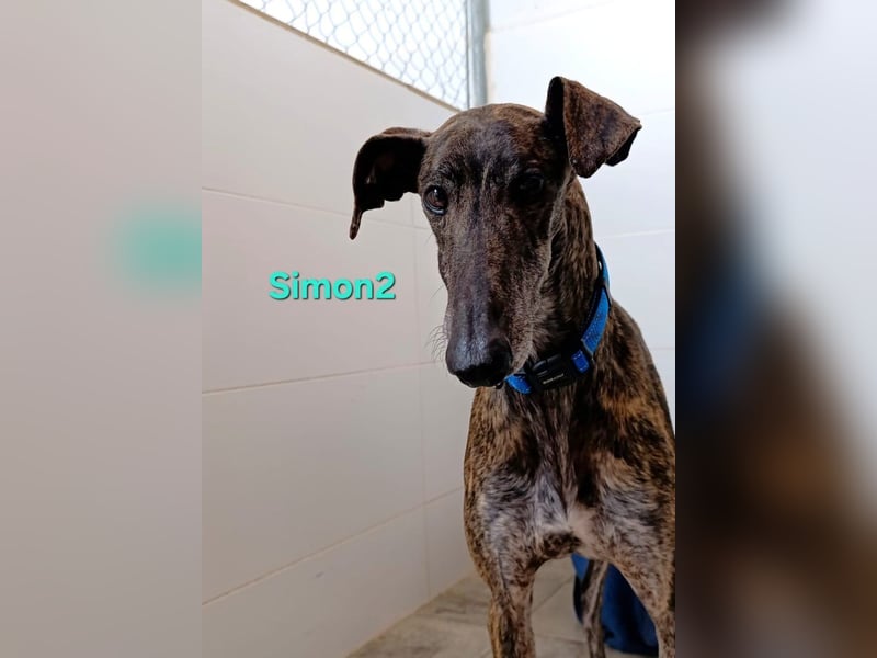 Simon2 geb. 09/2019 (ESP) - unkomplizierter Galgo verdient endlich sein Glück!