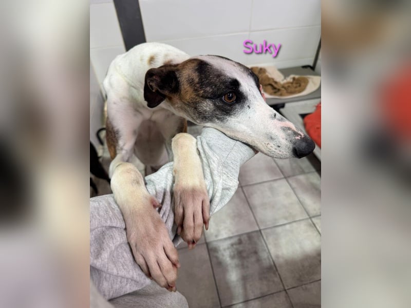 Suky geb. 02/2023 (ESP) - fröhliche und liebevolle Galgo Espanol Hündin sucht eine Familie!