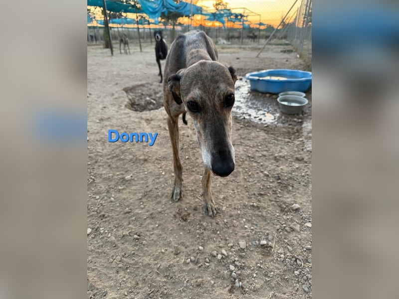 Donny geb. 04/2022 (ESP) - sanfter Galgo der so viel mehr verdient hat!