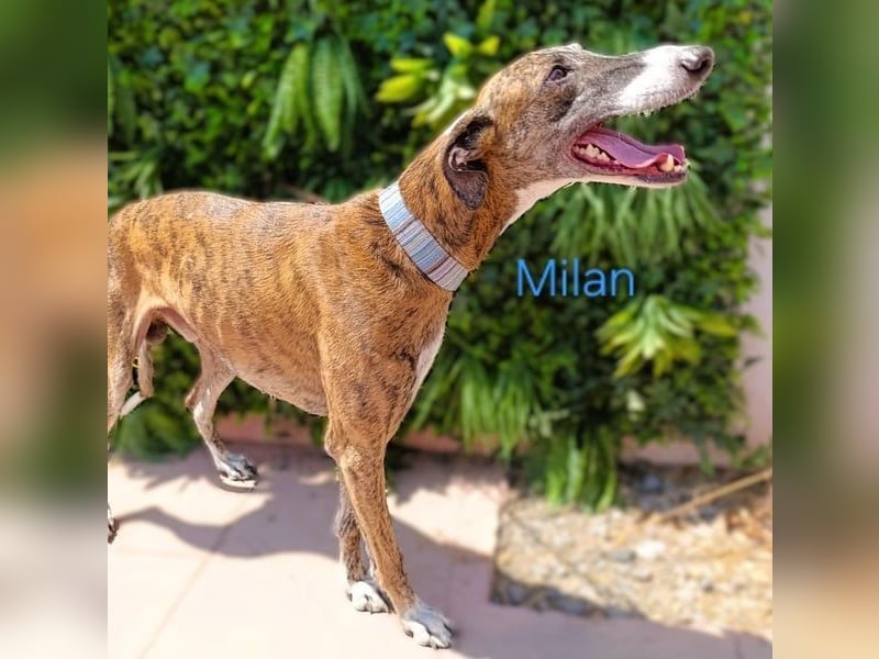 Milan geb. 06/2020 (ESP) - ausgeglichener, anhänglicher und sanfter Galgo!