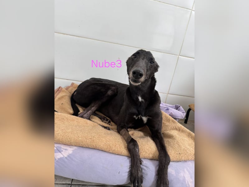 Nube3 geb. 03/2024 (ESP) - dringend Pflegestelle oder Zuhause für liebevolle Galga gesucht!