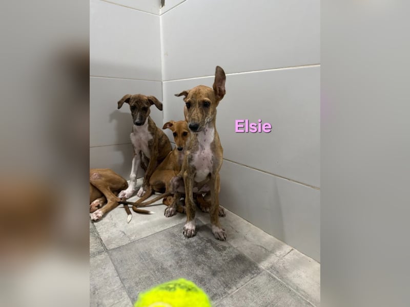 Elsie geb. 06/2026 (ESP) - verspielte Galgowelpin will die Welt entdecken!