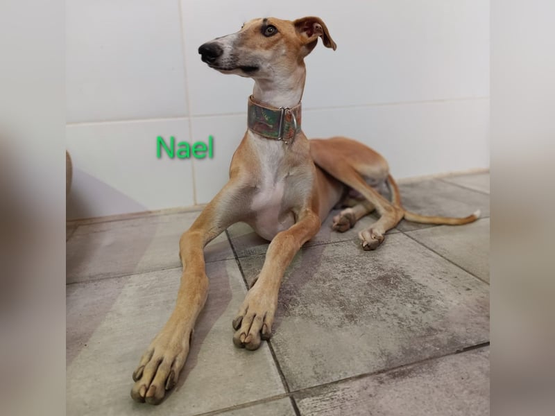 Nael geb. 11/2023 (ESP) - edler, sensibler und wunderschöner Galgo!