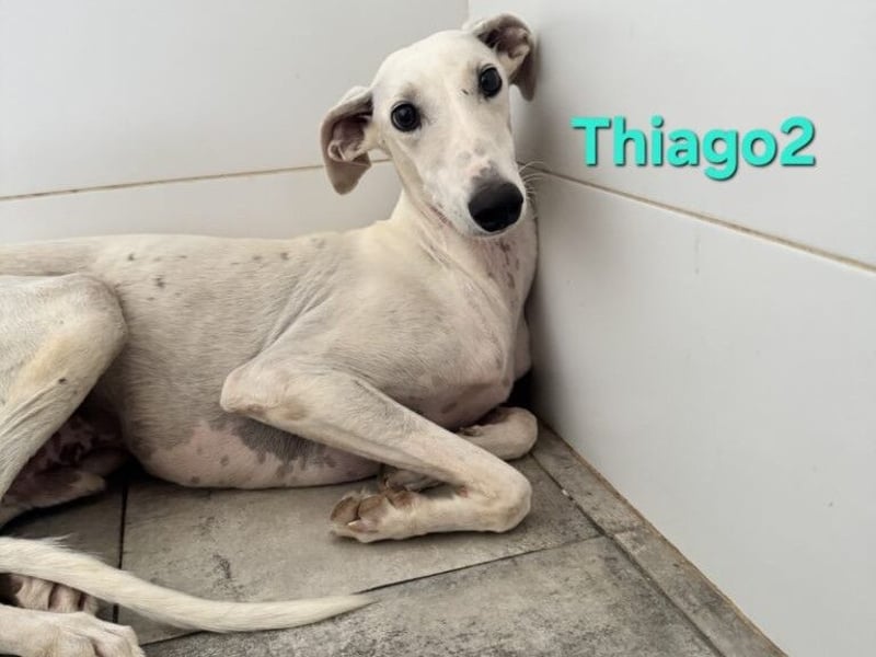 Thaigo2 geb. 03/2024 (ESP) - NOTFALL! erfahrene Hundemenschen gesucht!