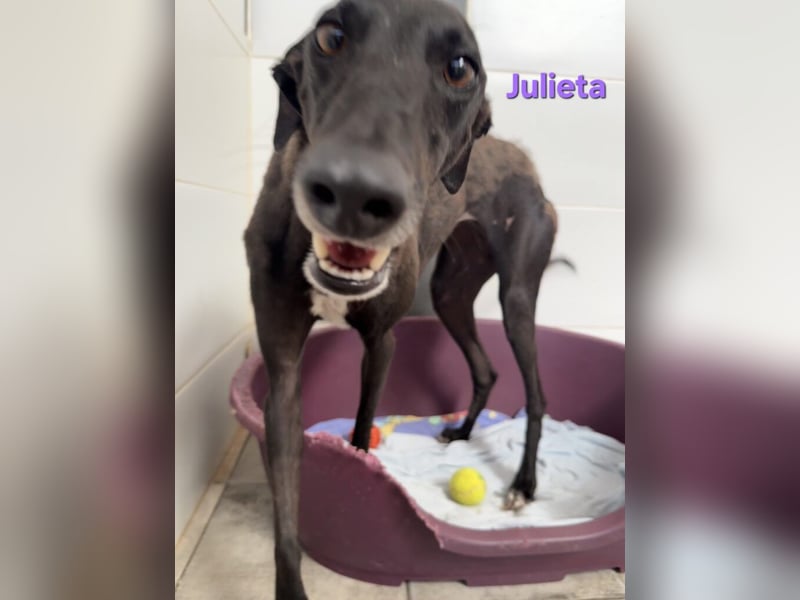 Julieta geb. 05/2024 (ESP) - fröhliche, wunderschöne Galga. Ein echter Sonnenschein!