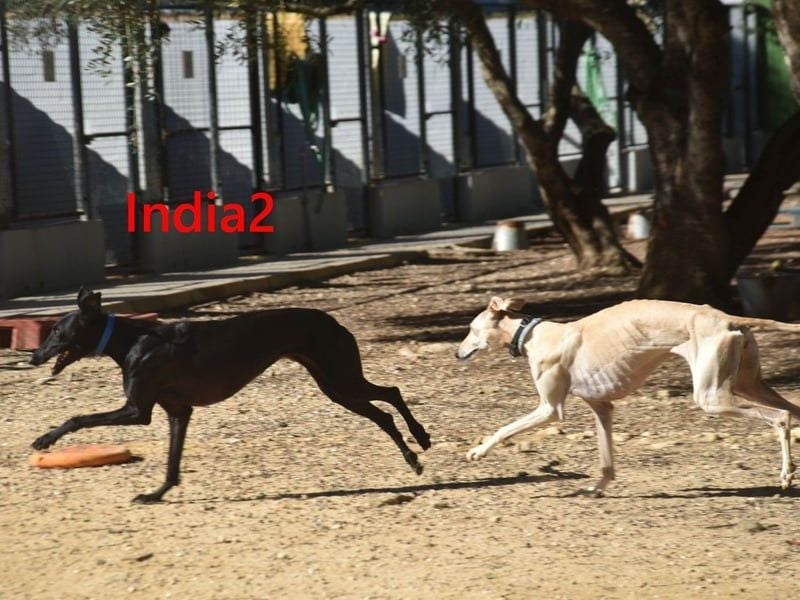 India2 geb. 07/2023 (ESP) - sehr freundliche und soziale, hübsche Galga!