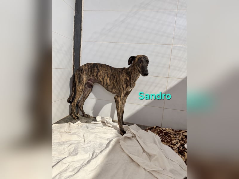 Sandro geb. 08/2024 (ESP) - schüchterner Galgo der so viel mehr verdient hat!