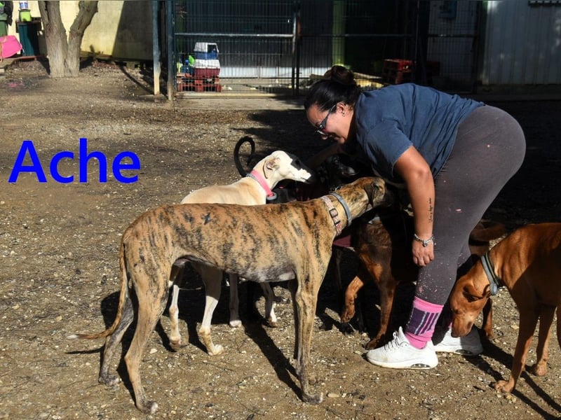 Ache geb. 03/2025 (ESP) - menschenbezogener und verspielter, junger Galgo!