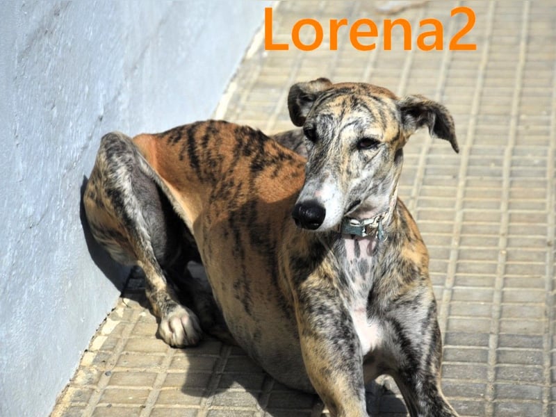 Lorena2 geb. 08/2023 (ESP) - total liebe und verschmuste Galga sucht ihr Glück!