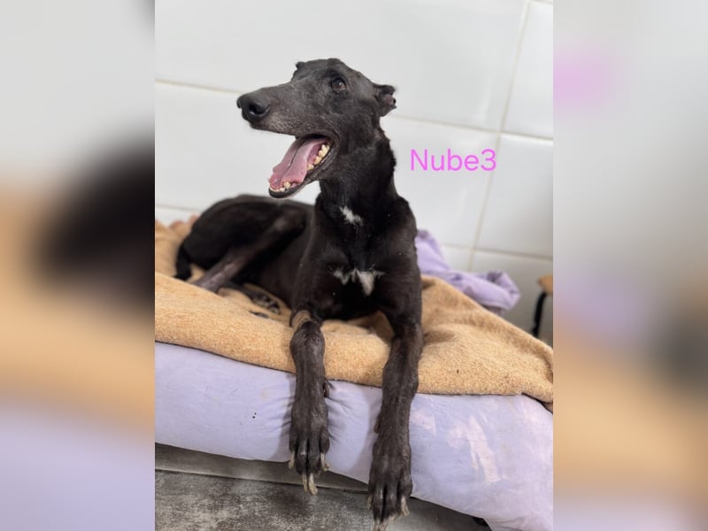 Nube3 geb. 03/2024 (ESP) - dringend Pflegestelle oder Zuhause für liebevolle Galga gesucht!