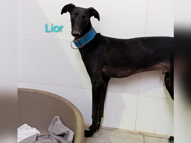 Lior geb. 11/2023 (ESP) - zärtlicher und unterwürfiger Galgo!