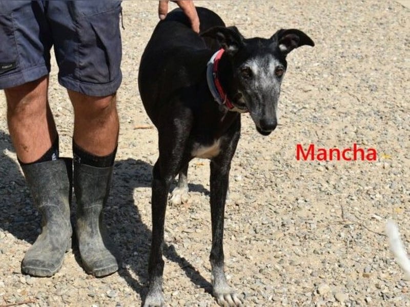 Mancha geb. 06/2019 (ESP) - liebevolle, zärtliche Galga sucht ihre Menschen!